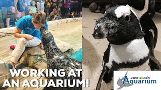 A DAY IN MY LIFE AS AN AQUARIUM EMPLOYEE  Jenkinsons Aquarium [upl. by Haze]