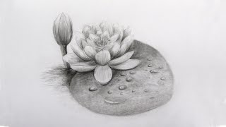 How To Draw A Water Lily Step By Step Pencil Sketch Water Lily Drawing [upl. by Theodora]