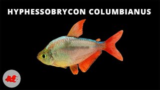 Hyphessobrycon columbianus  Tetra de Colombie ✔ [upl. by Adilem]