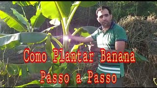 Plantar Banana Passo a Passo [upl. by Gambrell]