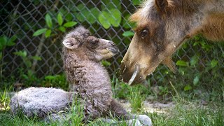 UNCUT Baby Bactrian Camel Birth at Zoo Miami [upl. by Ylim390]