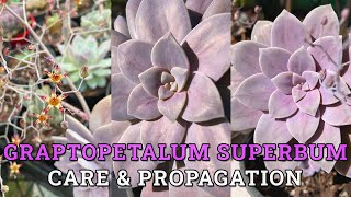 Graptopetalum superbum Care amp Propagation [upl. by Ddart330]