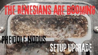 The ReneSians need an upgrade Pheidole Nodus Ants [upl. by Gnilyam]