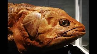 The Coelacanth Fish Living Fossil [upl. by Beitz300]