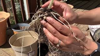 Separating Calla Lily Bulbs  Calla Lilies Update [upl. by Flessel]