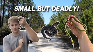 Small but DEADLY Snakes Catching DANGEROUS Snakes in Florida [upl. by Petrina]