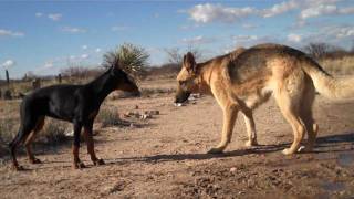 German Shepherd vs Doberman [upl. by Norvall963]