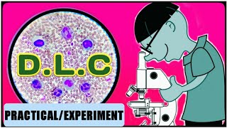 DLC Test  WBC Differential Count  Differential Leukocyte Count [upl. by Alesram344]