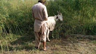 Amazing man with donkey video man with donkey meet first time 2021 [upl. by Chrysa604]