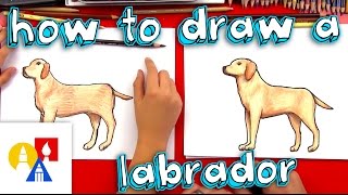 How To Draw A Yellow Labrador [upl. by Aicekal88]