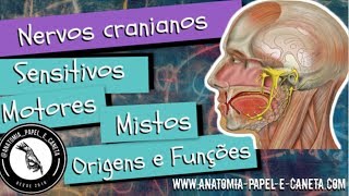 NERVOS CRANIANOS  Sensitivos Motores e Mistos  Origens e funções [upl. by Burhans]