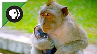 Monkeys Steal Peoples Belongings to Trade for Food [upl. by Huai]