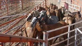 Kill Pen Horses The catch 22 of equine rescue [upl. by Annahavas417]