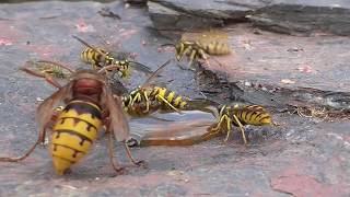 Hornet catch wasp Vespula germanica Hornisse fängt Deutsche Wespe [upl. by Segroeg946]