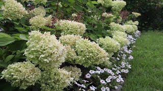 Planting a Hydrangea hedge Pt 1 CLEARANCE PLANTS GARDENADDICTZ [upl. by Emlynne]