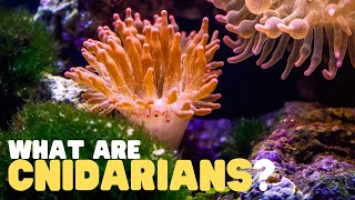 What Are Cnidarians  Learn all about the phylum of jellyfish coral reefs sea anemones and more [upl. by Kirred495]