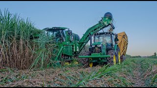 2020 Louisiana Sugar Cane Grinding Has Begun [upl. by Julide445]