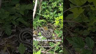 quotStunning RedSided Garter Snake Spotted on Trail 🐍 Shortsquot [upl. by Anavrin]