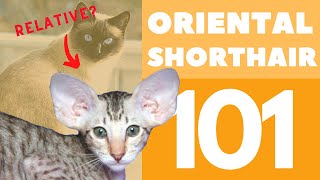 The Oriental Shorthair Cat 101  Breed amp Personality [upl. by Joab615]