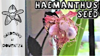 Growing Haemanthus from Seed  How to Harvest Seed from Berries [upl. by Anallise]