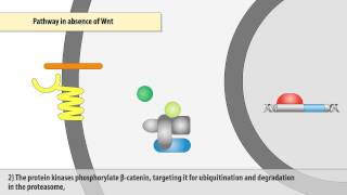 The Wntβcatenin signaling pathway [upl. by Ahsiela]