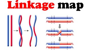 Linkage map  gene mapping [upl. by Ned341]