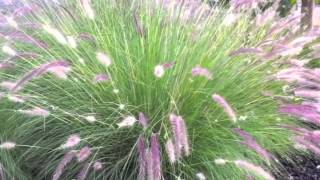 Pennisetum setaceum  Fountain Grass [upl. by Gaudette754]