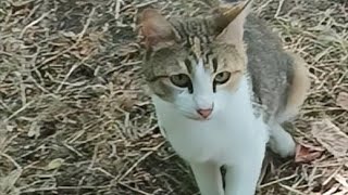 Poor stray cat lives far away with no food nor clean watercats straycat cat catvideos catvideo [upl. by Cralg]