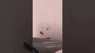 Spider eating fly spider animals [upl. by Anairam]