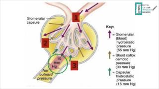 Glomerular Filtration [upl. by Lyj36]