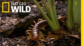 The Giant Centipede Has an Unexpected Meal  Nat Geo Wild [upl. by Longmire]