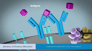 Targeting BCell Receptor Signaling for Anticancer Therapy [upl. by Fadas]