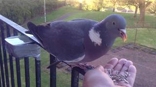 Wood pigeon get a dinner too [upl. by Lienhard]