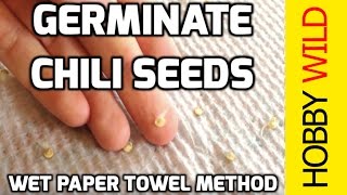 HOW TO GERMINATE CHILI SEEDS Wet Paper Towel Method [upl. by Nnadroj]