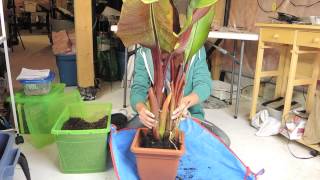 Banana  Time to prepare for Winter  Ensete ventricosum Maurelii [upl. by Lodi]