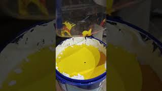 Colour PALMYRA 10GY 52\541 fyp fypshorts fypシ゚viral fypyoutube cat experiment [upl. by Eolanda959]