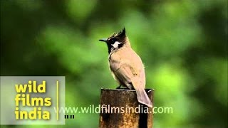 Whitecheeked Bulbul [upl. by Brittany]