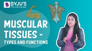 Muscular Tissues  Types And Functions I Class 9 I Learn With BYJUS [upl. by Ednihek]