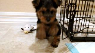 New Yorkshire Terrier Puppy 9 Weeks [upl. by Dennett]