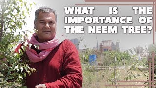 What are the benefits of the Neem tree [upl. by Grete627]