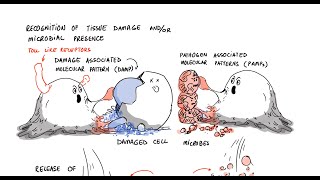 Chronic Inflammation Lecture 1 [upl. by Surazal]