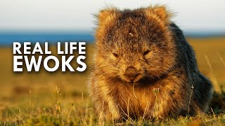 Wombats Look Like Real Life Ewoks [upl. by Aronaele]