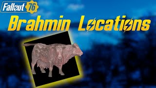 Fallout 76  Brahmin Locations [upl. by Husha]