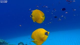 Butterflyfish Chaetodon semilarvatus [upl. by Aneeles]