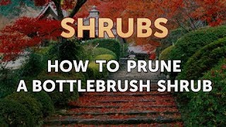 How to Prune a Bottlebrush Shrub [upl. by Mumford]