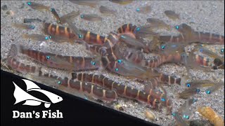 Kuhli Loach Feeding Frenzy [upl. by Nelia]