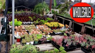 Wholesale Plant Nursery Tour  1 Plants [upl. by Niela266]