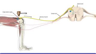 Detailed Animation on Tendon Reflex [upl. by Akinad]