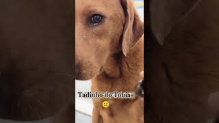 Tobias tá triste labrador cachorrodoglindo fofinho [upl. by Frodin260]