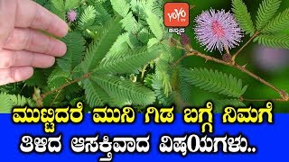 ಮುಟ್ಟಿದರೆ ಮುನಿ ಗಿಡ ಬಗ್ಗೆ ನಿಮಗೆ ತಿಳಿದ ಆಸಕ್ತಿವಾದ ವಿಷಯಗಳು  Muttidare Muni Gida touchmenot Facts [upl. by Marcy]